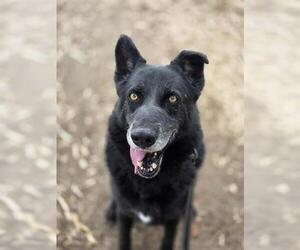 German Shepherd Dog-Unknown Mix Dogs for adoption in Chula Vista, CA, USA