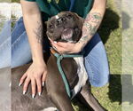 Small #1 American Pit Bull Terrier