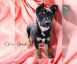 Small Photo #2 Mutt Puppy For Sale in Alexander, AR, USA