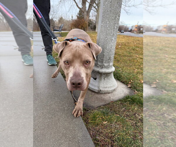Medium Photo #3 Unknown-Weimaraner Mix Puppy For Sale in Salt Lake City, UT, USA