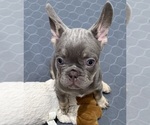 Puppy Unc P French Bulldog