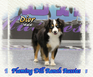 Miniature Australian Shepherd Puppy for sale in FORESTBURG, TX, USA