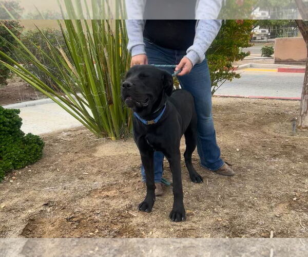 Medium Photo #1 Mutt Puppy For Sale in Goodyear, AZ, USA