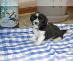 Puppy Kade Shih Tzu-Zuchon Mix