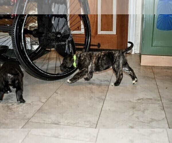 Medium Photo #13 Presa Canario Puppy For Sale in PHILADELPHIA, PA, USA