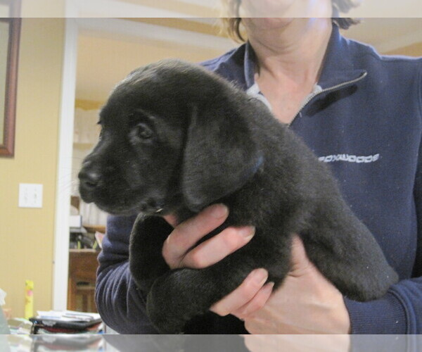 Medium Photo #5 Labrador Retriever Puppy For Sale in ORANGE, MA, USA