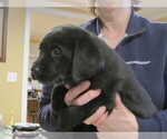 Small Photo #5 Labrador Retriever Puppy For Sale in ORANGE, MA, USA