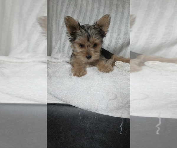 Medium Photo #3 Yorkshire Terrier Puppy For Sale in BENSON, NC, USA