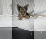 Small #2 Yorkshire Terrier