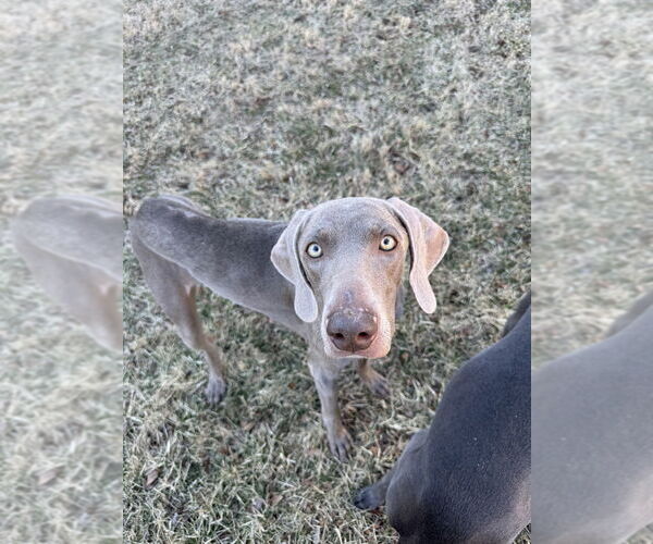Medium Photo #10 Weimaraner Puppy For Sale in Brewster, NY, USA