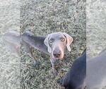 Small Photo #10 Weimaraner Puppy For Sale in Brewster, NY, USA