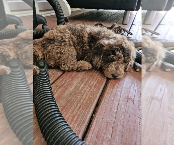 Medium Photo #1 Poodle (Standard) Puppy For Sale in SALISBURY, NC, USA