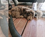 Puppy Puppy 1 Hannah Poodle (Standard)
