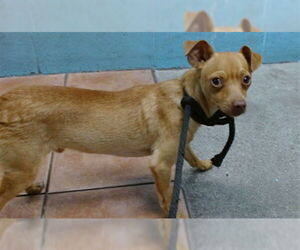 Chihuahua Dogs for adoption in Downey, CA, USA