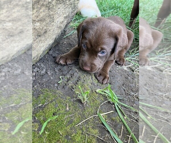 Medium Photo #19 Labrador Retriever Puppy For Sale in SENECA, KS, USA