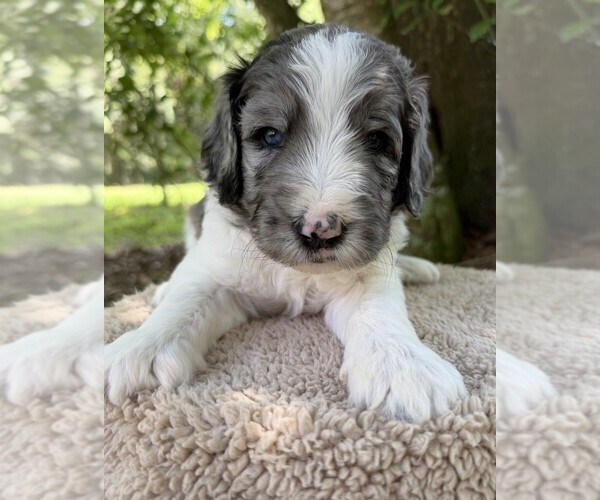 Medium Photo #9 Goldendoodle Puppy For Sale in PIERSON, FL, USA