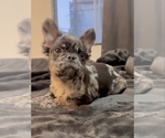 Small #5 French Bulldog