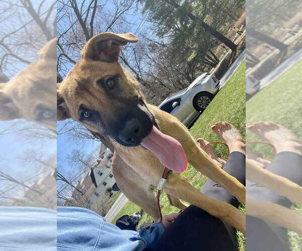 Medium Photo #7 Black Mouth Cur-German Shepherd Dog Mix Puppy For Sale in Brewster, NY, USA