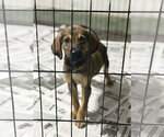Small German Shepherd Dog Mix
