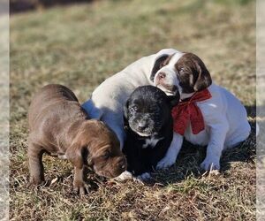 German Shorthaired Lab Puppy for sale in ARLINGTON, MN, USA