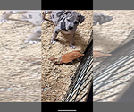 Small #3 American Bully