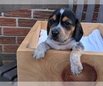 Small #26 Beagle