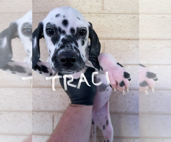 Medium Photo #7 Dalmatian Puppy For Sale in GLENDALE, AZ, USA