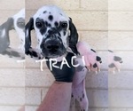 Small #6 Dalmatian