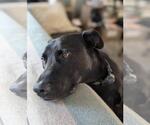 Small #2 American Pit Bull Terrier-German Shepherd Dog Mix