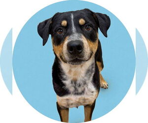 Rottweiler-Unknown Mix Dogs for adoption in Rowlett, TX, USA