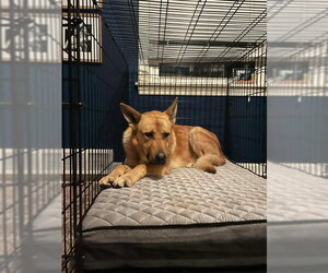 Bodie - Male German Shepherd Dog Dog for Adoption - Photo #3