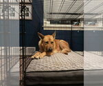 Small #2 German Shepherd Dog