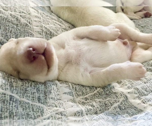 Medium Photo #16 Labrador Retriever Puppy For Sale in WILDWOOD, FL, USA