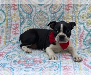 Boston Terrier Puppy for sale in LANCASTER, PA, USA