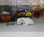 Small #4 Poodle (Toy)