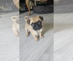 Puppy Luna Pug