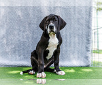 Small #6 Great Dane