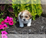 Small #3 Mal-Shi