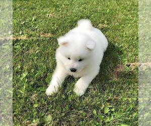 Samoyed Puppy for sale in FIRM HOLDOUTS, CA, USA
