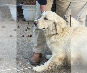 English Cream Golden Retriever Puppy for sale in ATOKA, TN, USA