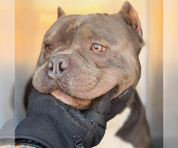 Medium Photo #1 American Staffordshire Terrier-Unknown Mix Puppy For Sale in San Antonio, TX, USA