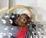 Small #1 Goldendoodle (Miniature)