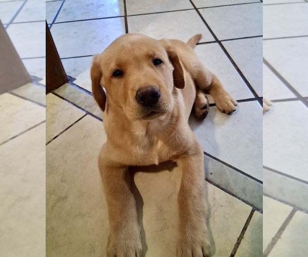 Medium Photo #2 Labrador Retriever Puppy For Sale in KISSIMMEE, FL, USA