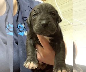 Great Dane Puppy for sale in THOMASVILLE, NC, USA