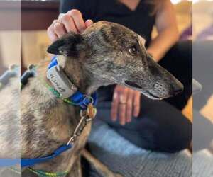 Whiskey - Male Greyhound Dog for Adoption - Photo #2