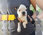 Small Photo #2 Boston Terrier Puppy For Sale in CALDWELL, TX, USA