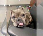 Small #3 Free-Lance Bulldog