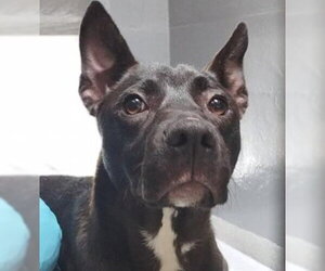 Mutt Dogs for adoption in Alameda, CA, USA