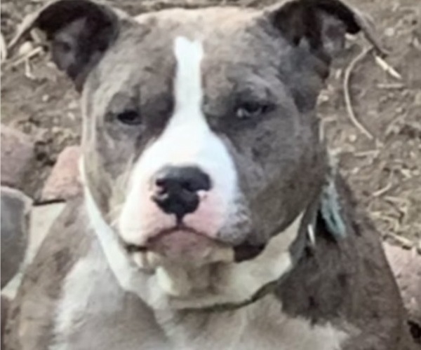 Medium Photo #1 American Pit Bull Terrier Puppy For Sale in TRENTON, NJ, USA