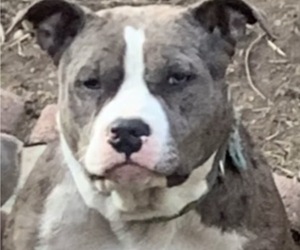 Mother of the American Pit Bull Terrier puppies born on 10/30/2025